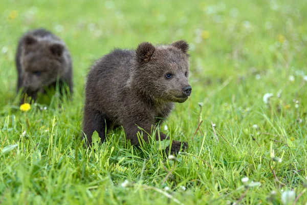 Filhote Urso Grama Primavera Pequeno Animal Perigoso Habitat Natural Prado — Fotografia de Stock