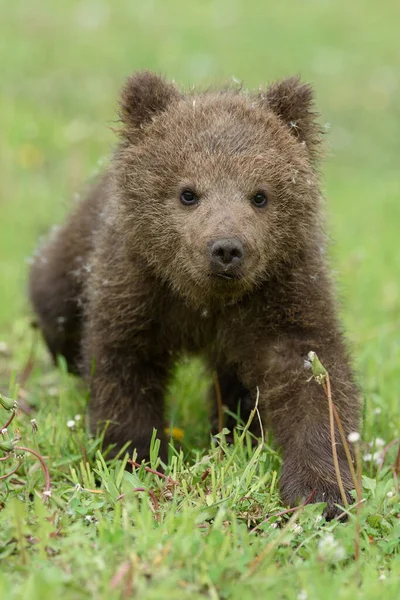 Oso Cachorro Hierba Primavera Peligroso Animal Pequeño Hábitat Pradera Natural — Foto de Stock