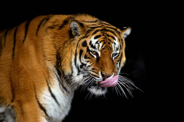 Close Beautiful Angry Big Tiger Isolated Black Background — Stock Photo, Image