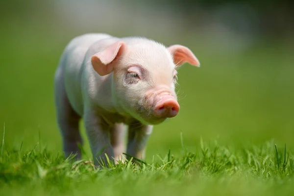 Funny Little Ping Piglet Spring Green Grass Farm Concept — Stock Photo, Image