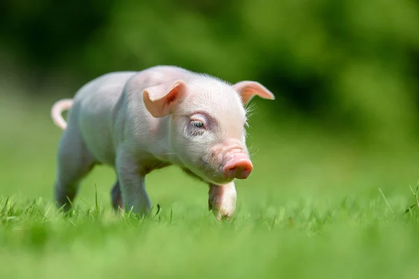 Grappig Klein Pingbiggetje Lentegroen Gras Bedrijfsconcept — Stockfoto