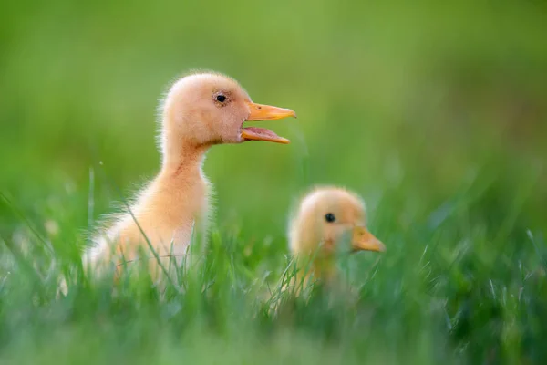 Lustiges Kleines Gelbes Entlein Auf Frühlingsgrünem Gras Bauernhofkonzept — Stockfoto
