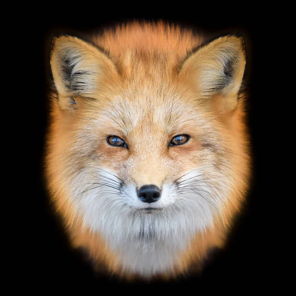 Portrait Red Fox Vulpes Vulpes Beautiful Animal Black Background Wildlife — Stock Photo, Image