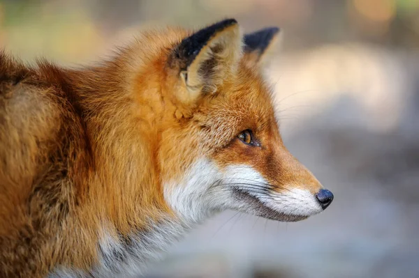 Retrato Zorro Rojo Vulpes Vulpes Hermoso Animal Naturaleza Fauna Europa — Foto de Stock