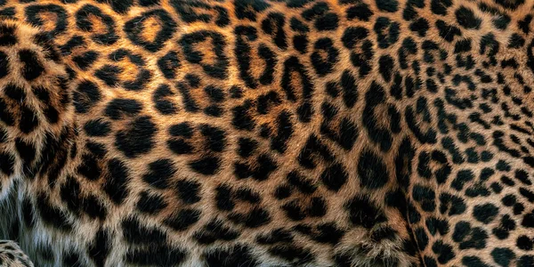 Diseño Patrón Leopardo Piel Real Textura Piel Animal Patrón Impresión —  Fotos de Stock