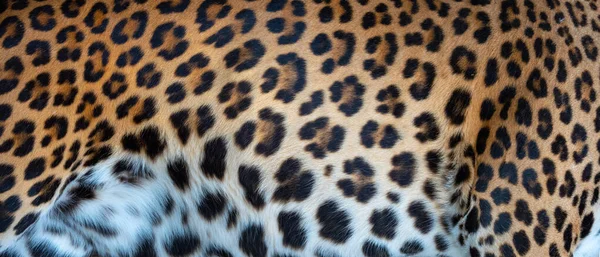 Leopardmönsterdesign Äkta Päls Hudstruktur Djur Tryck Mönster Kakel Bakgrund — Stockfoto