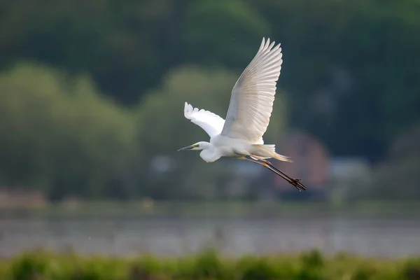 White Heron Great Egret Fly Lake Background Water Bird Nature — Stock Photo, Image