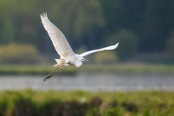 White Heron Great Egret Fly Lake Background Water Bird Nature — Stock Photo, Image