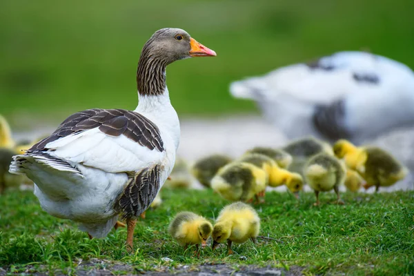 Ganzen Met Kuikens Groen Gras Boerderijdier Weide Het Voorjaar — Stockfoto