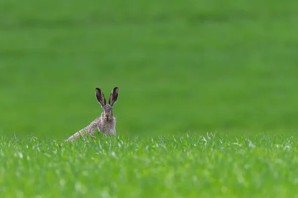 春の草の中に座ってかわいいウサギ 自然からの野生動物のシーン 草原の動物 — ストック写真