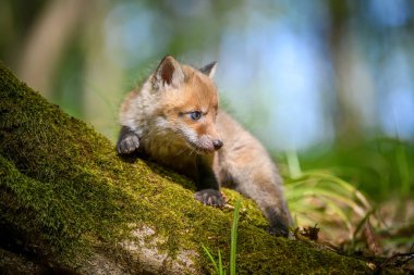 Kızıl tilki, vulpes vulpes, ormandaki küçük yavru. Doğal ortamda sevimli küçük yırtıcılar. Doğadan vahşi yaşam sahnesi