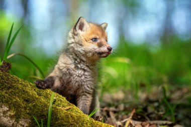 Kızıl tilki, vulpes vulpes, ormandaki küçük yavru. Doğal ortamda sevimli küçük yırtıcılar. Doğadan vahşi yaşam sahnesi
