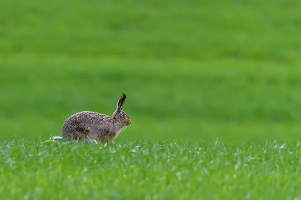 Cute Hare Sitting Spring Grass Wildlife Scene Nature Animal Meadow — Stock Photo, Image