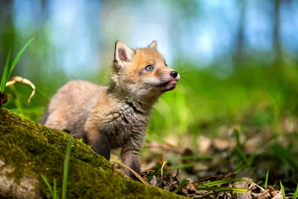 Κόκκινη Αλεπού Vulpes Vulpes Μικρό Νεαρό Κουτάβι Στο Δάσος Χαριτωμένα — Φωτογραφία Αρχείου