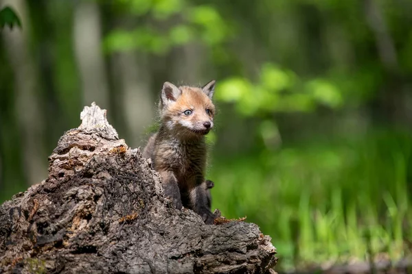 Červená Liška Vulpes Vulpes Malé Mládě Lese Pařezu Roztomilí Malí — Stock fotografie