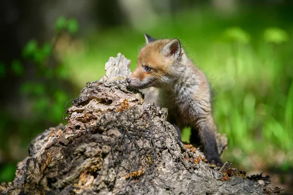 Renard Roux Vulpes Vulpes Petit Petit Ourson Forêt Sur Souche — Photo