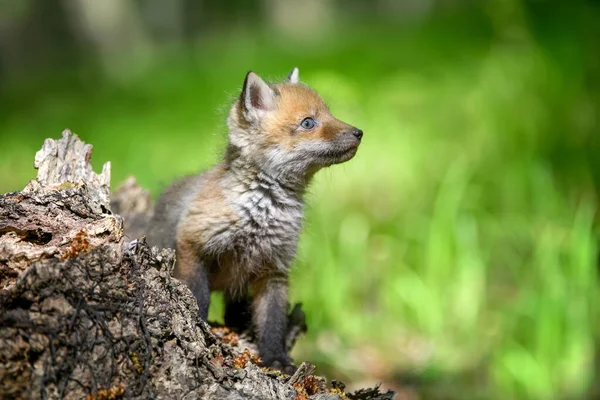 Raposa Vermelha Vulpes Vulpes Filhote Pequeno Floresta Toco Pequenos Predadores — Fotografia de Stock