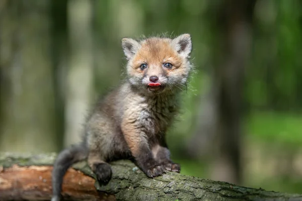 Vörös Róka Vulpes Vulpes Fiatal Kölyök Erdőben Ágon Aranyos Kis — Stock Fotó