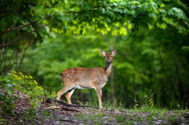 Şafakta bir orman yolunda geyik. Heathland Doğa Yaşam Alanı 'ndaki hayvanlar yaz günü