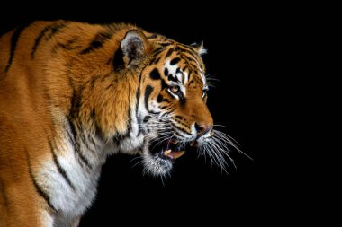 Siyah arka planda izole edilmiş güzel, kızgın bir kaplan.