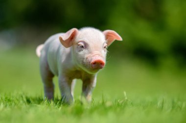 Bahar yeşili çimlerin üzerinde komik küçük domuzcuk. Çiftlik kavramı