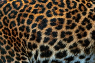 Leopar desenli tasarım. Gerçek kürk derisi dokusu. Hayvan desenli fayans arkaplanı