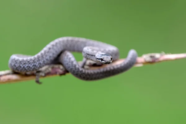 Gładkie Oczy Węży Coronella Austriaca Podjęte Wrzosowiskach Siedliska Przyrody Gałęzi — Zdjęcie stockowe
