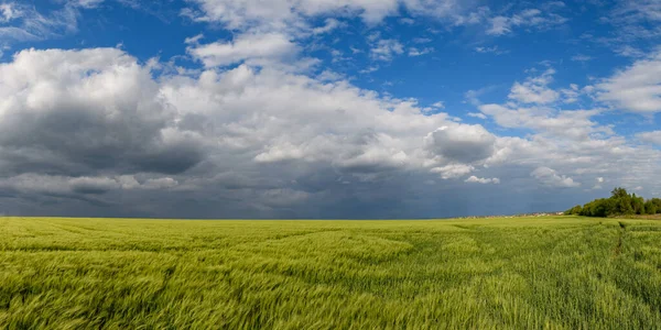 Zelené Pšeničné Nebo Ječné Pole Bouřkovou Oblohou Před Deštěm — Stock fotografie