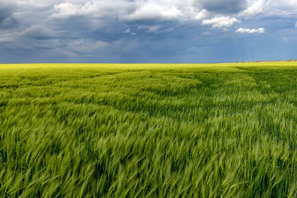 Yağmurdan Önce Fırtınalı Gökyüzü Olan Yeşil Buğday Veya Arpa Tarlası — Stok fotoğraf