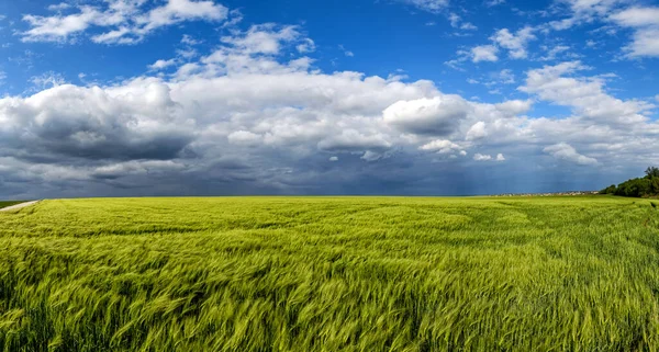 Grönt Vete Eller Korn Fält Med Stormande Himmel Före Regn — Stockfoto