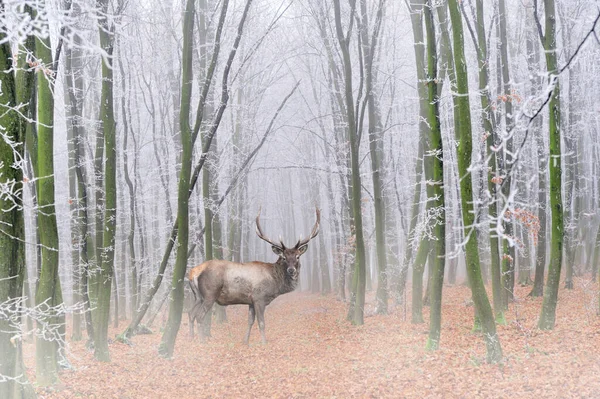Veado Adulto Poderoso Floresta Majestosa Com Nevoeiro Cena Vida Selvagem — Fotografia de Stock