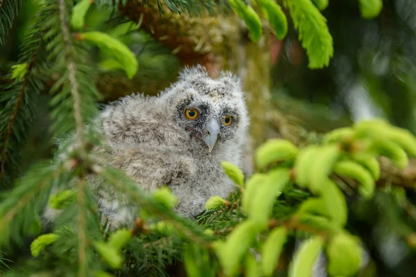 Piccolo Gufo Dalle Orecchie Lunghe Nel Bosco Seduto Sul Tronco — Foto Stock