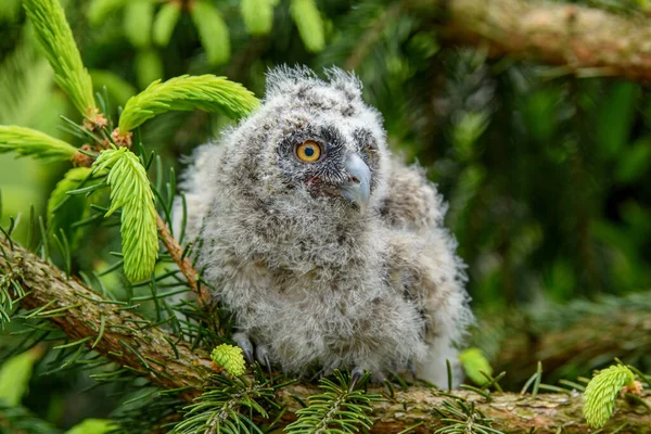 Piccolo Gufo Dalle Orecchie Lunghe Nel Bosco Seduto Sul Tronco — Foto Stock