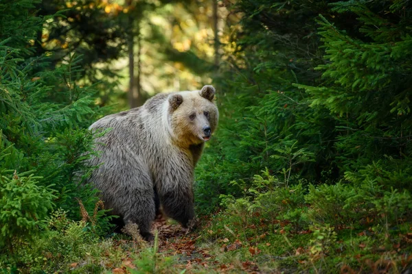 Feche Big Brown Urso Floresta Animais Perigosos Habitat Natural Cena — Fotografia de Stock