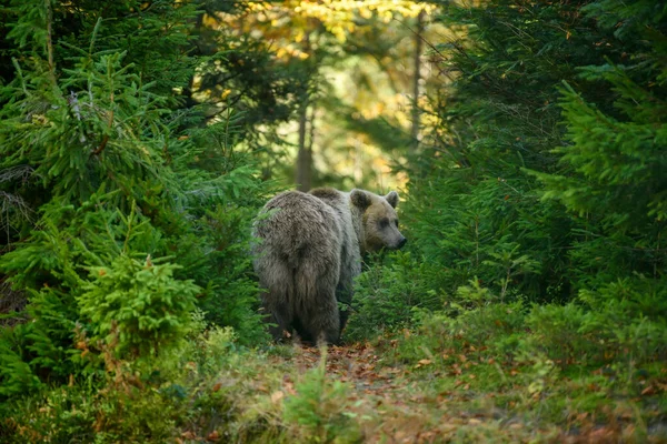 Feche Big Brown Urso Floresta Animais Perigosos Habitat Natural Cena — Fotografia de Stock