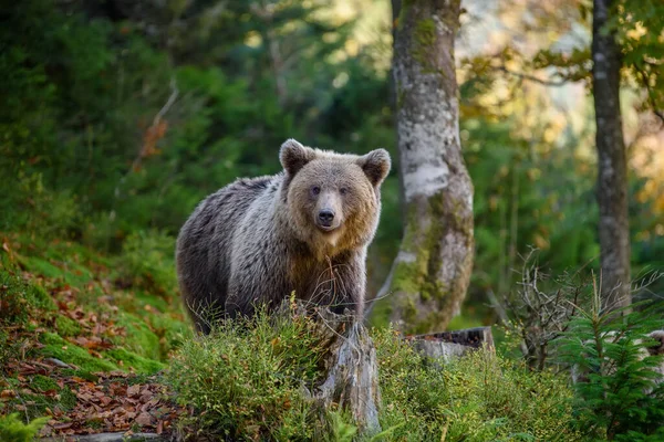 Feche Big Brown Urso Floresta Animais Perigosos Habitat Natural Cena — Fotografia de Stock