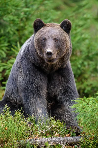 Zblízka Velký Hnědý Medvěd Lese Nebezpečné Zvíře Přírodním Prostředí Divoká — Stock fotografie