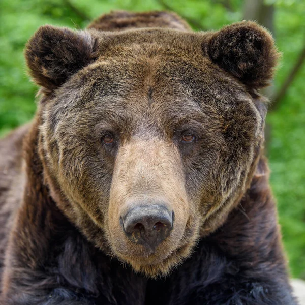 Retrato Urso Castanho Adormecido Perigo Animal Habitat Natural Grande Mamífero — Fotografia de Stock
