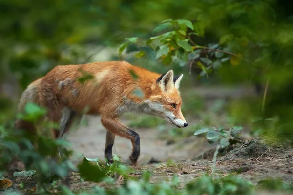 Zorro Rojo Vulpes Vulpes Hermoso Animal Sobre Vegetación Verde Bosque —  Fotos de Stock