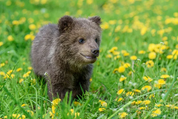 Medvědí Mládě Jarní Trávě Nebezpečné Malé Zvíře Přírodní Louce Žlutými — Stock fotografie