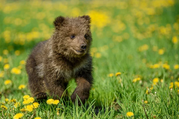 Oso Cachorro Hierba Primavera Pequeño Animal Peligroso Naturaleza Prado Con —  Fotos de Stock