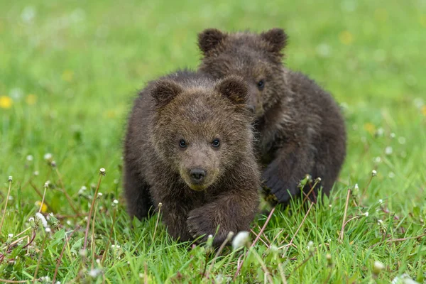 Ours Ourson Dans Herbe Printemps Petit Animal Dangereux Dans Habitat — Photo