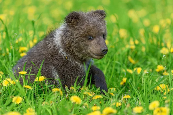 Bear Cub Spring Grass Dangerous Small Animal Nature Meadow Yellow — Stock Photo, Image