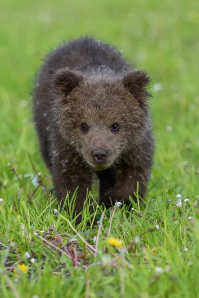 Filhote Urso Grama Primavera Pequeno Animal Perigoso Habitat Natural Prado — Fotografia de Stock