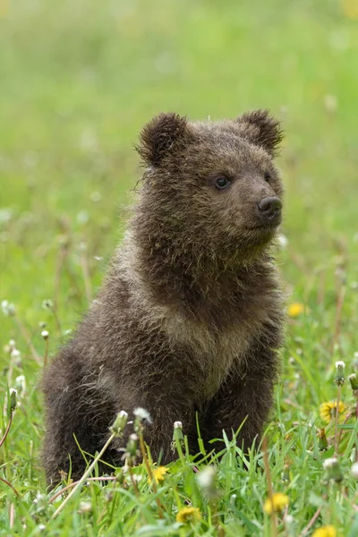 Filhote Urso Grama Primavera Pequeno Animal Perigoso Habitat Natural Prado — Fotografia de Stock