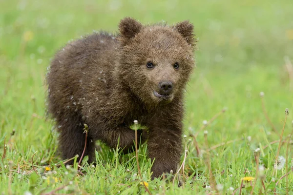 Medvědí Mládě Jarní Trávě Nebezpečné Malé Zvíře Přírodním Prostředí Louky — Stock fotografie