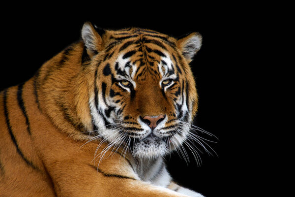 Close up beautiful angry big tiger isolated on black background