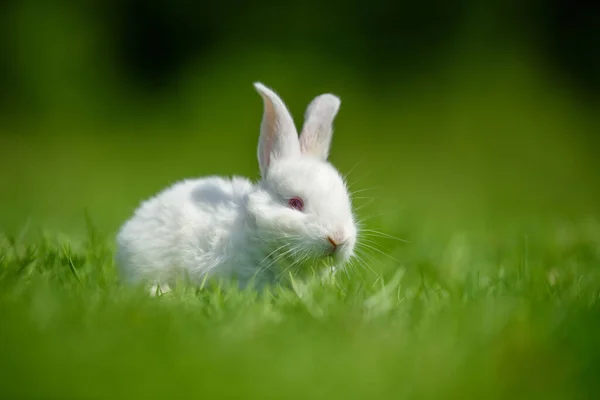 Yeşil Çimenlerin Üzerinde Komik Küçük Beyaz Tavşan Çiftlik Kavramı — Stok fotoğraf