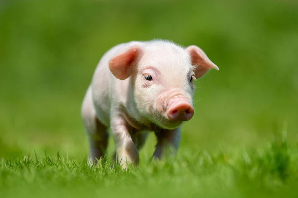 Gracioso Cerdito Ping Sobre Hierba Verde Primavera Concepto Granja — Foto de Stock