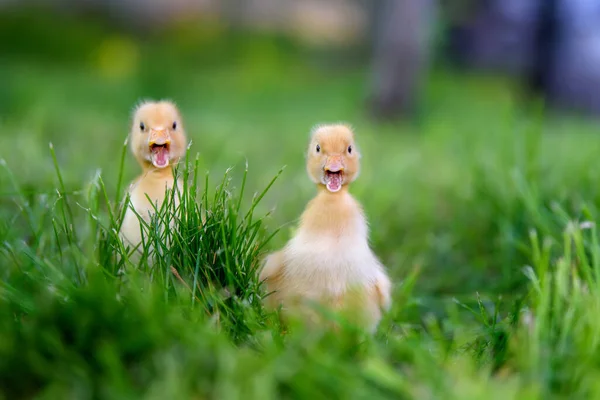 Lustiges Kleines Gelbes Entlein Auf Frühlingsgrünem Gras Bauernhofkonzept — Stockfoto